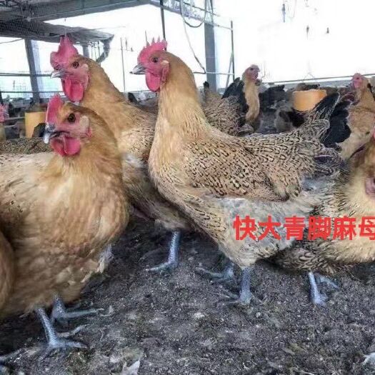 广州青脚麻鸡苗 大种青脚麻，嫩口大苗，毛色好，品质靓，生长快，货源充足，