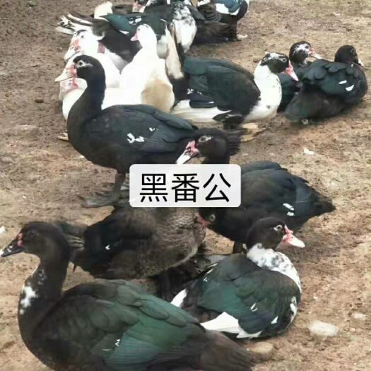 惠州 优质品种黑番鸭苗，场地直销品质保证量大从优