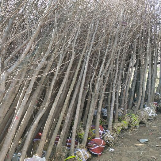 邳州市银杏实生苗 银杏小树，壮苗