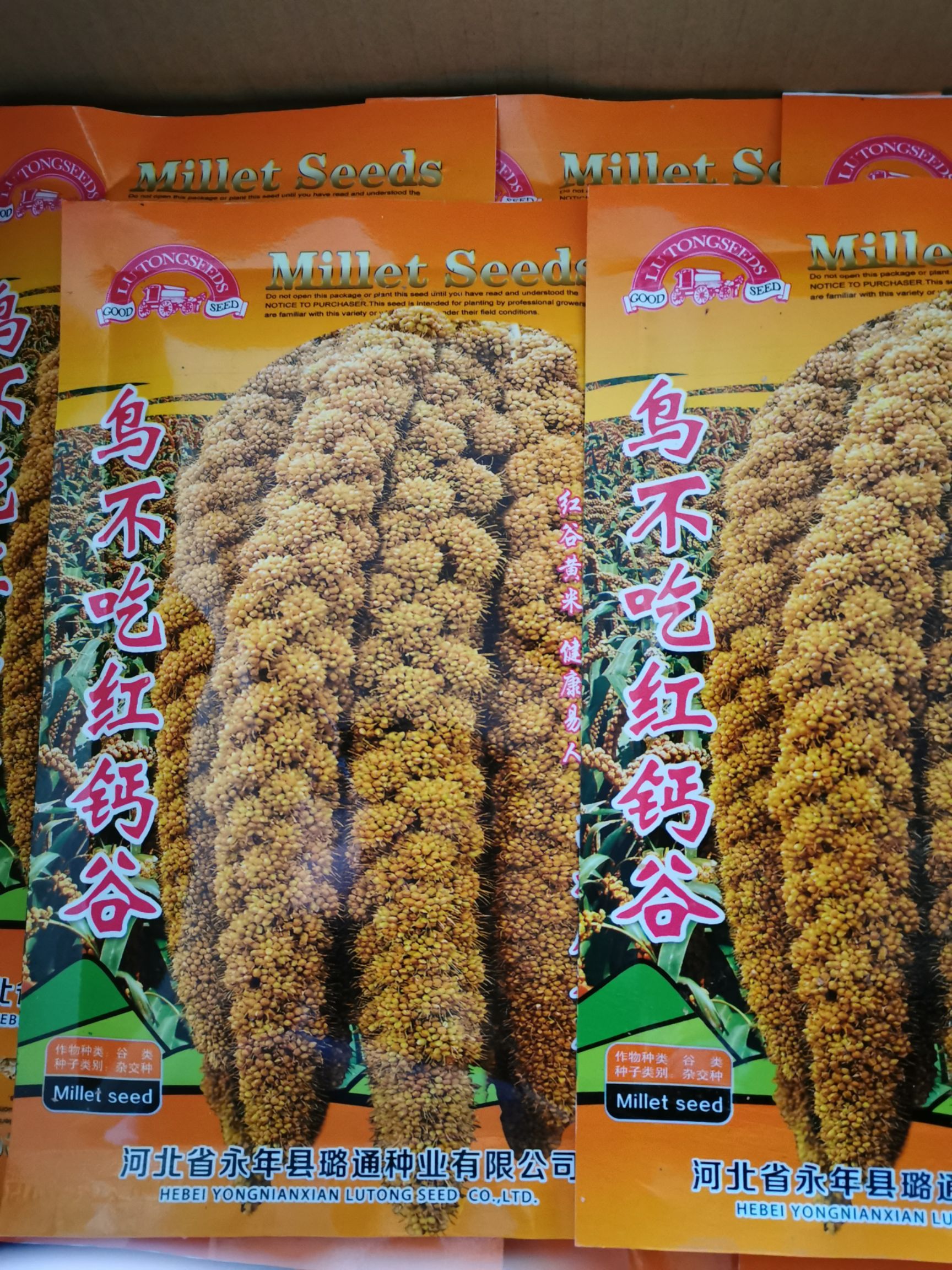 邯郸小米种子 高产抗鸟  鸟不吃红钙谷150克谷子种子红谷黄米种子批发