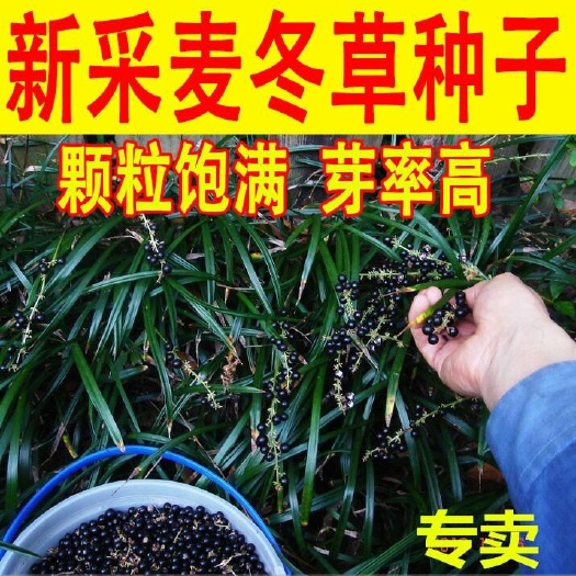 沭阳县 新采麦冬草种子玉龙草种子金边麦冬草种子矮麦冬种子绿化草坪种