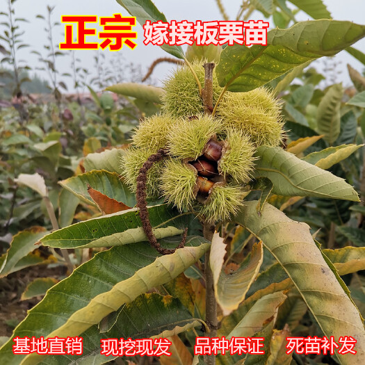平邑县大红袍板栗苗 板栗嫁接树苗南北方种植高产当年结果