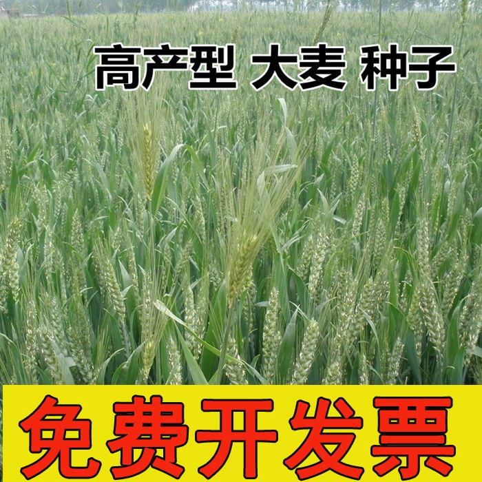 沭阳县 大麦种子农作物种子牧草绿色有机粮食绿肥种子优质燕麦种子包邮