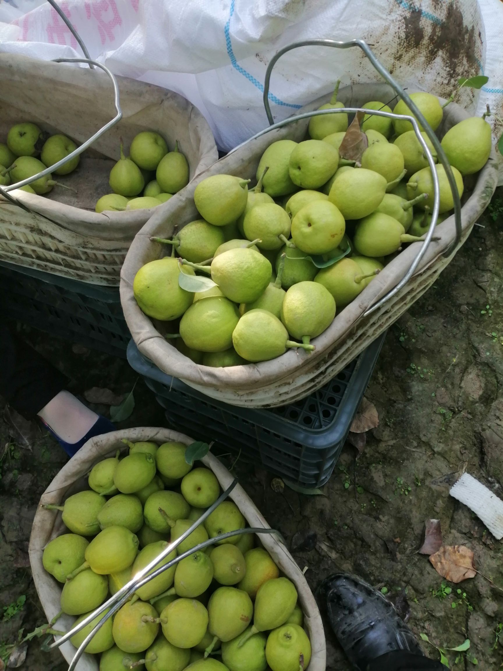  库尔勒香梨
