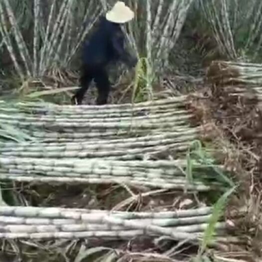 仙桃市青皮甘蔗