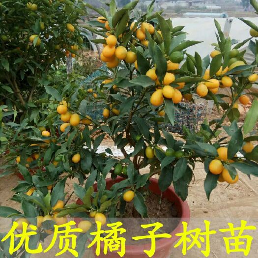 早熟沙糖桔苗 肇庆砂糖桔，无籽蜜橘，盆景橘树苗，包活包结果