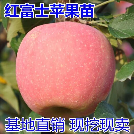 平邑县红富士苹果苗 热销红富士苹果  基地直供 包成活率现挖现卖 南北方种植