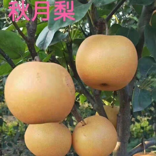 周口秋月梨树苗 1.5~2米