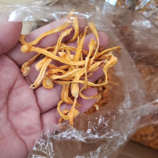 信宜市 虫草花精选虫草花粗条