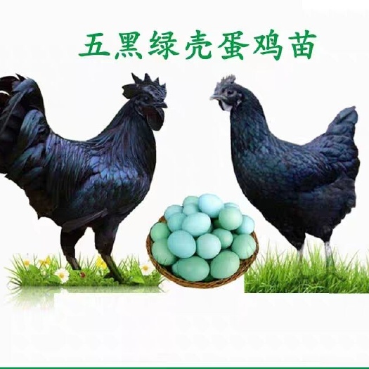 南宁 绿壳蛋鸡苗