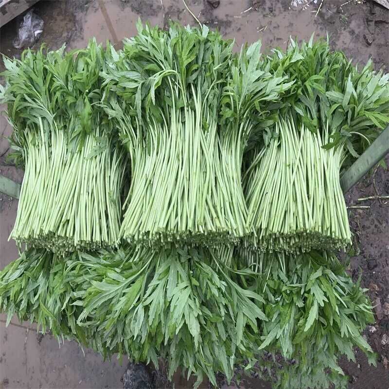 青藜蒿 八卦洲芦蒿 即将上市，预购从速。