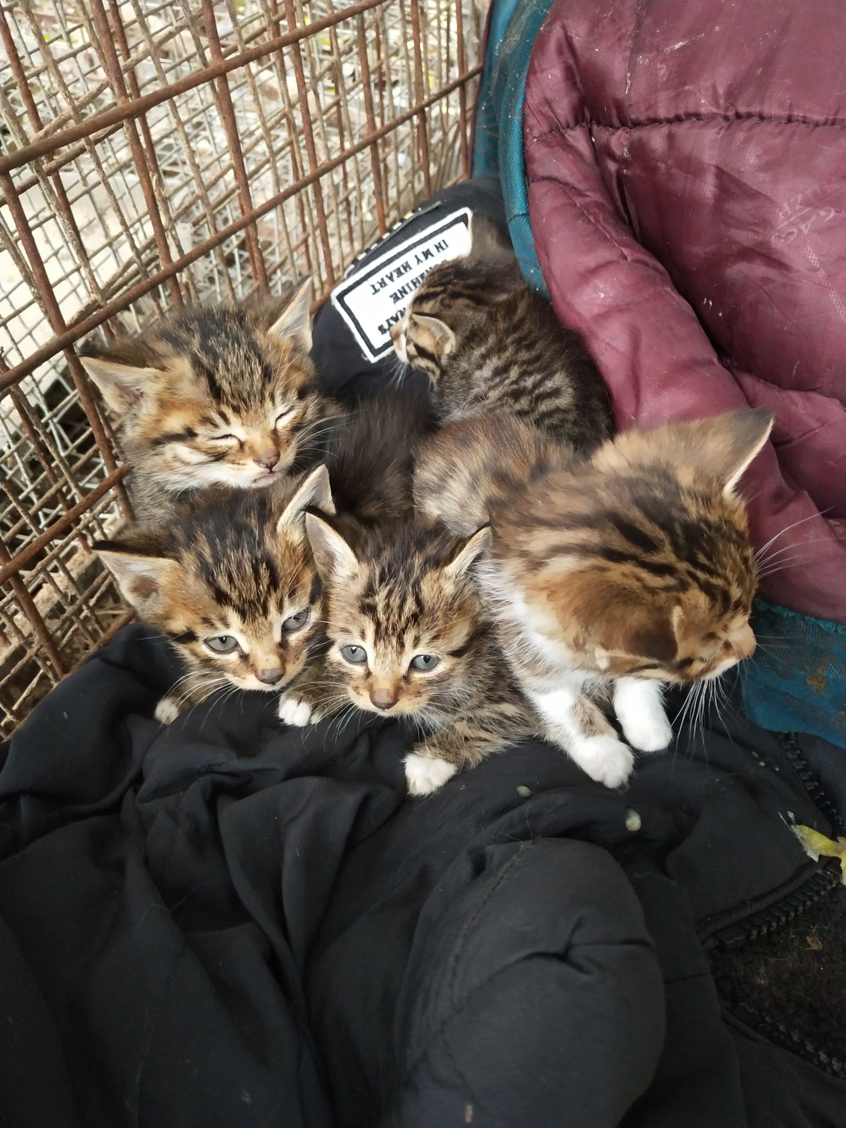 [土猫批发] 中华田园猫价格60元\/只 1只起批