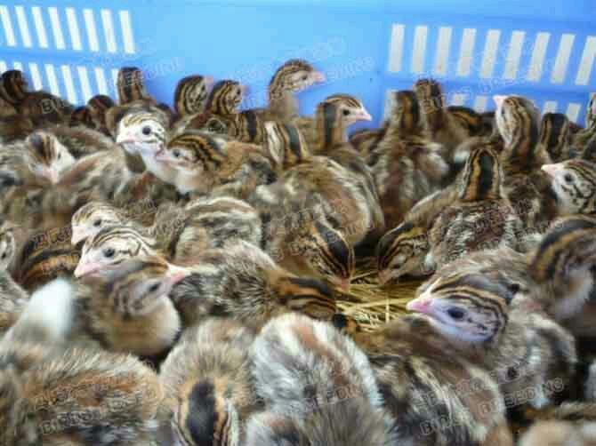 珍珠鸡苗 珍珠鸡长期批发,出壳24小时已打疫苗,技术指导,帮助养殖户
