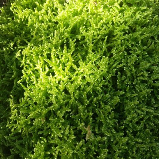 纳雍县水苔苔藓  新鲜苔藓，价格面议现采鲜活苔藓微景观现采DIY创意迷你植物青
