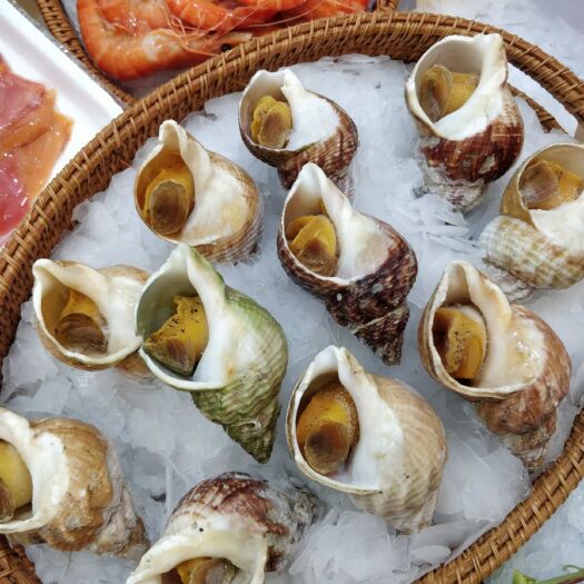 上海白螺 Clearwater英国熟冻北峨螺餐饮酒店专用高档