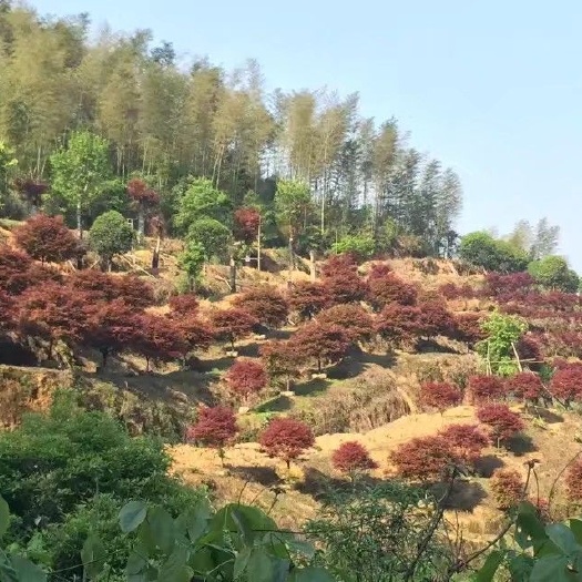 全州县中国红枫 本园林有大量不同规格的红枫，品种多样，自家种植价格实惠