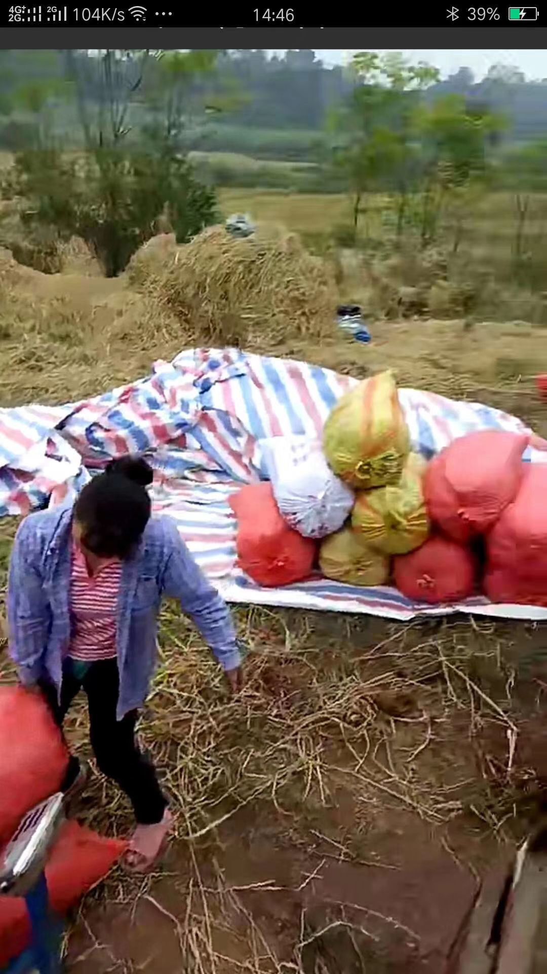 野香优二号 野香优
