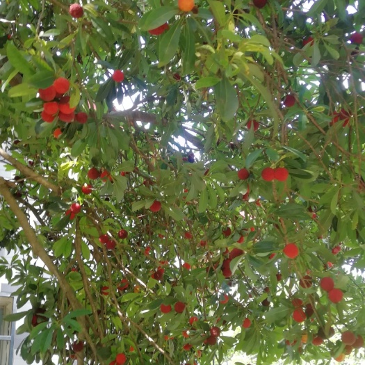 常德 浙江乌梅树