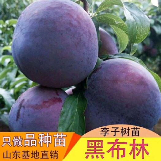平邑县黑布林苗 黑布林李子苗大量供应，欢迎大家咨询采购