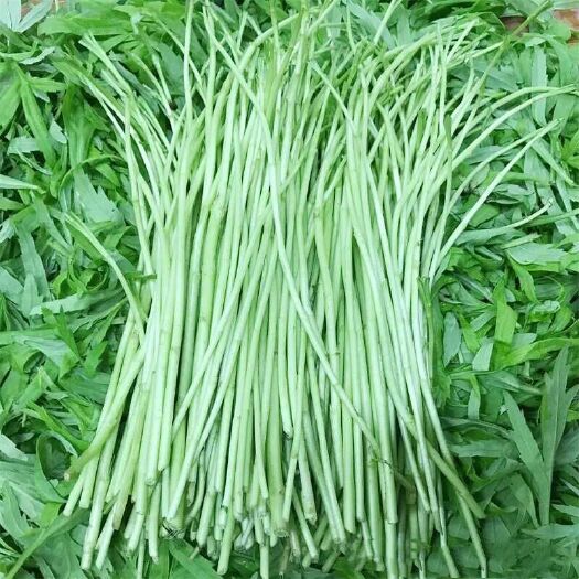 南京青藜蒿 八卦洲芦蒿 即将上市，预购从速。