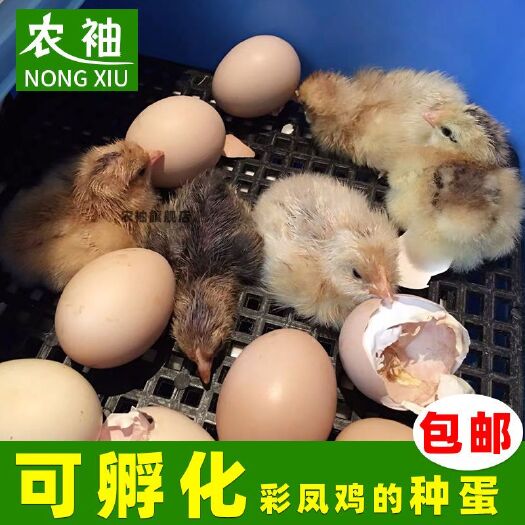 花凤鸡蛋 彩凤鸡种蛋受精蛋可孵化受精卵观赏鸡土鸡农场高产蛋代孵化苗10