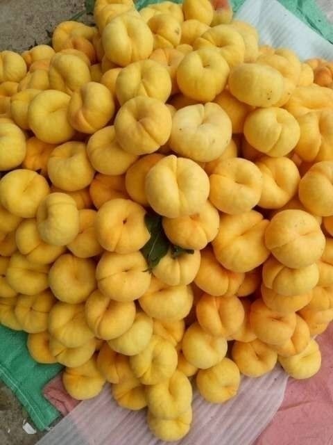 蒙阴县 黄毛蟠桃