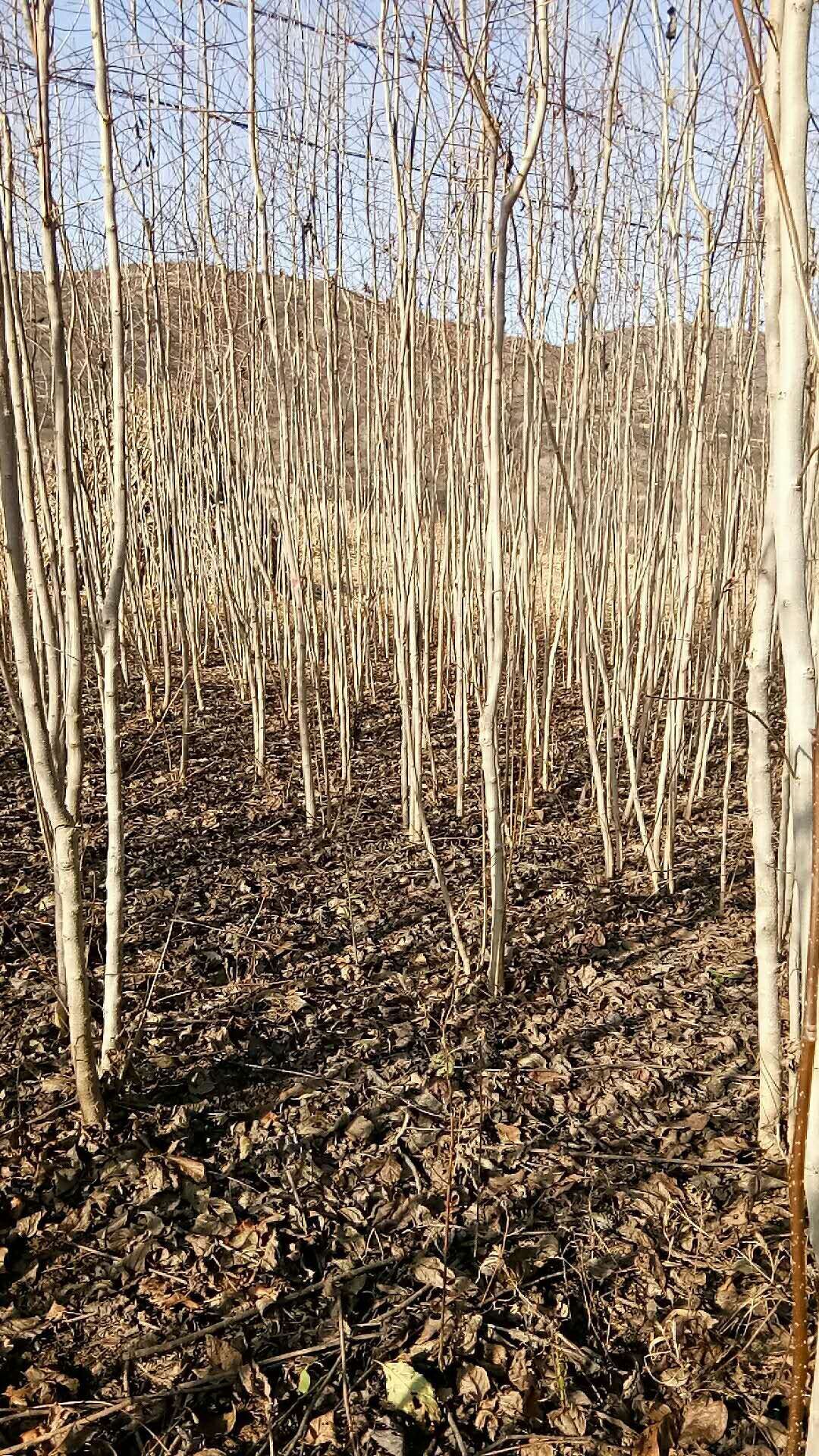  五角枫，花椒，核桃，杜仲苗