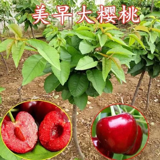 平邑县 美早樱桃苗
