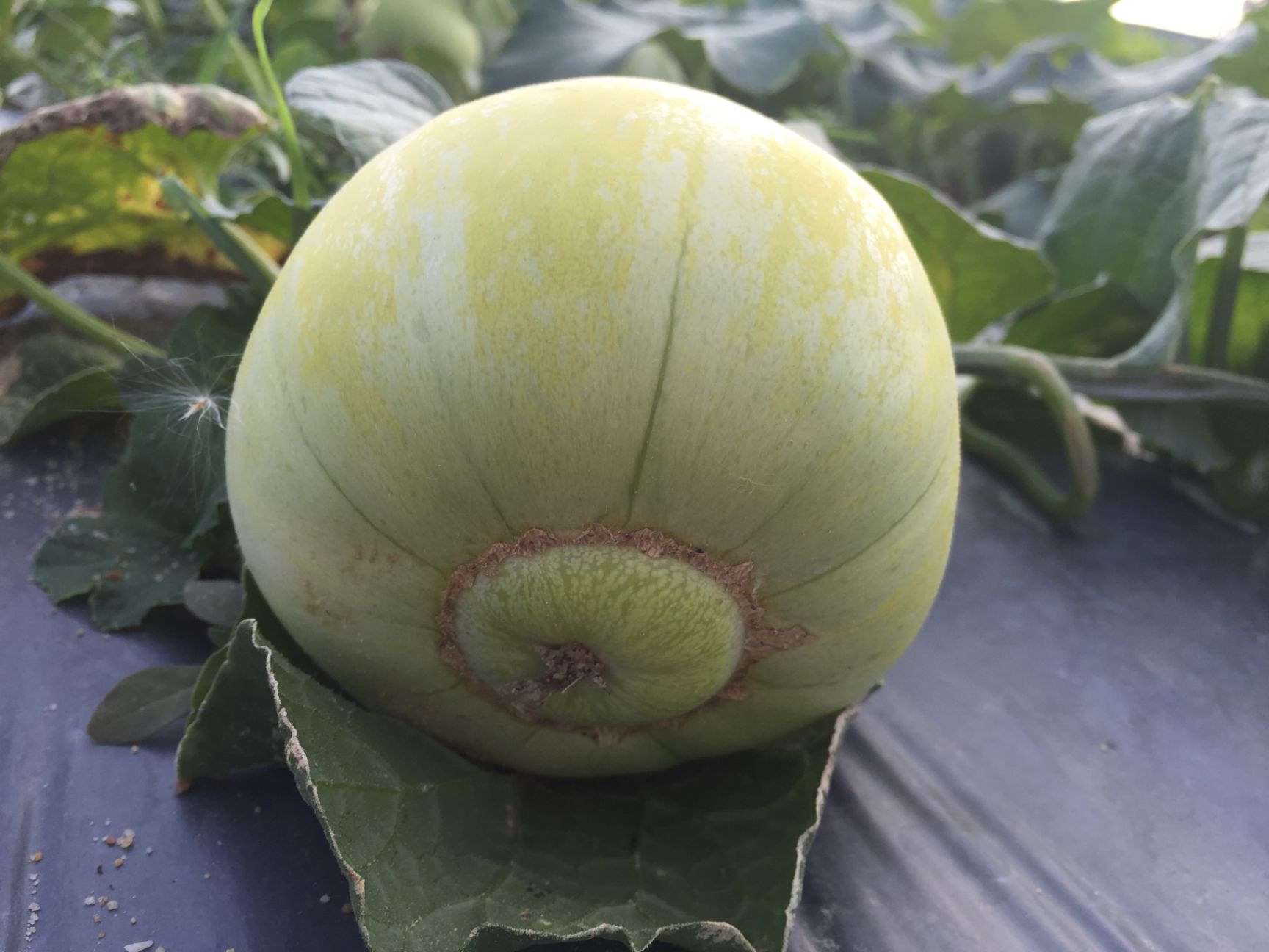 日本甜宝甜瓜种子  早熟品种。开花后30天左右成熟，果重500克果实为高圆型甜脆