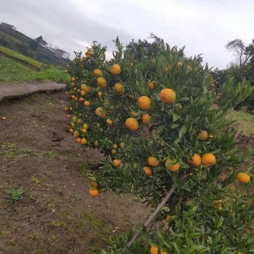 达州椪柑 碰柑
