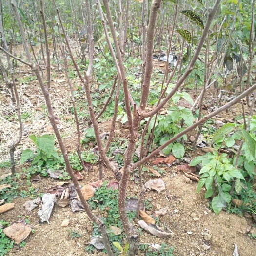 阳朔县太秋甜柿苗  大秋田柿苗出售