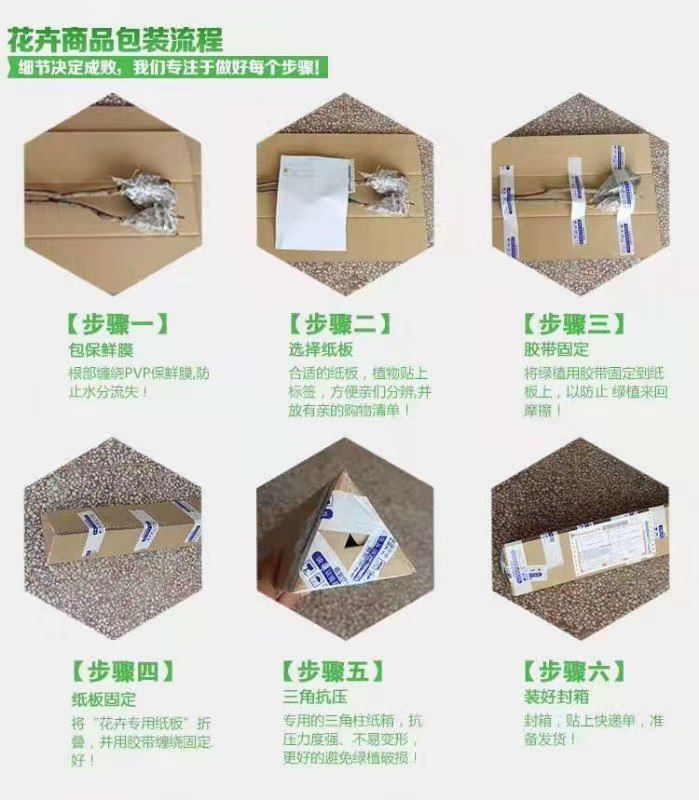 薄雾蓝莓苗  蓝莓苗  薄雾 蓝丰 莱克茜 保证品种纯度 技术指导