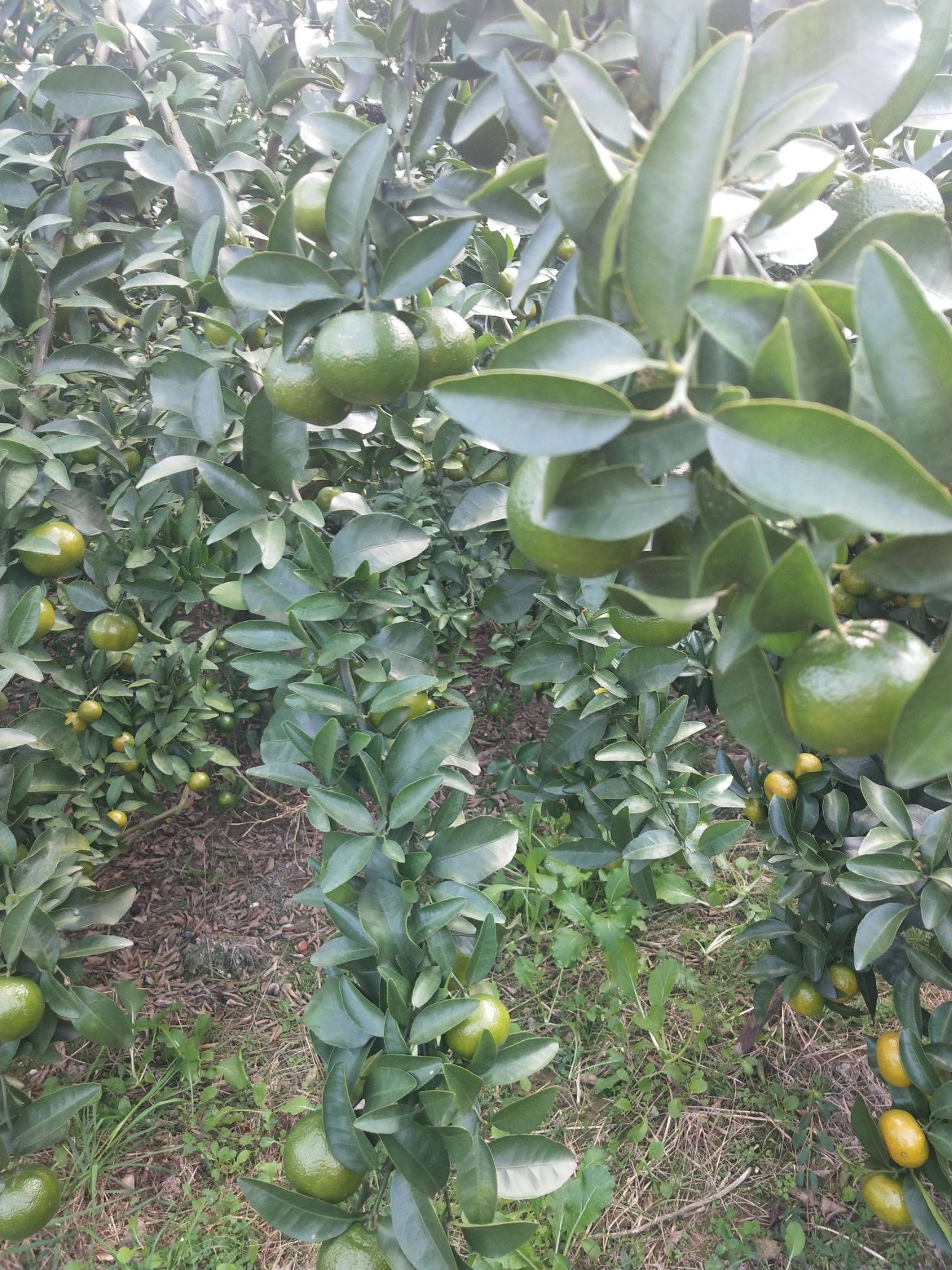  清香橘，3万斤，要价2.3