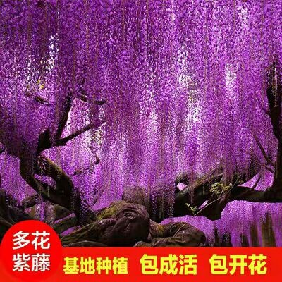 平邑县 多花紫藤苗，四季蔷薇爬藤庭院盆景