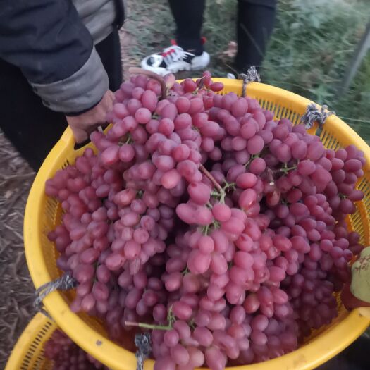 西昌市 大凉山克伦生葡萄，品质好