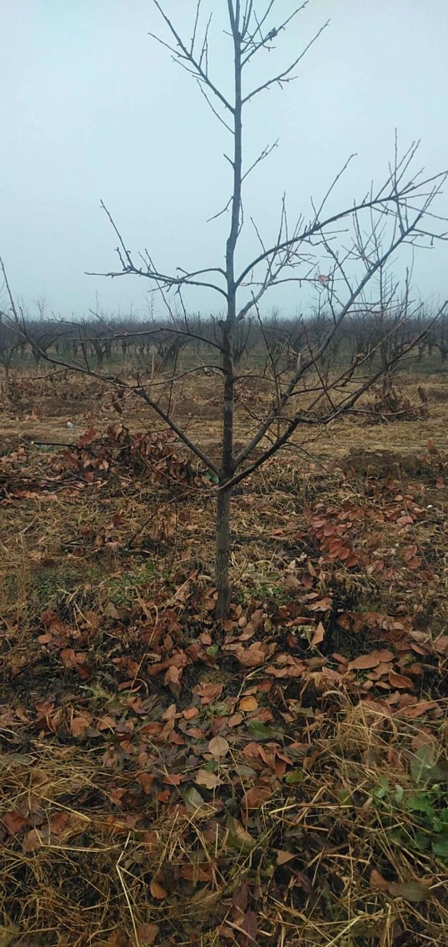柿子树接穗  柿子树价格，各种规格柿子树产地出售