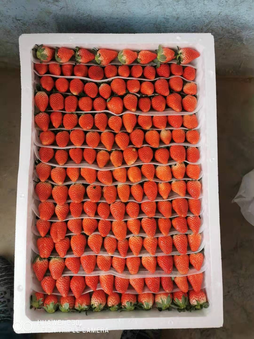 甜宝草莓 一级果