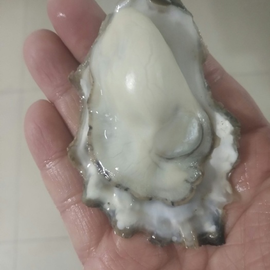 乳山市 乳山银滩纯正大牡蛎1-2两4.5元 各种规格都有 一千斤起