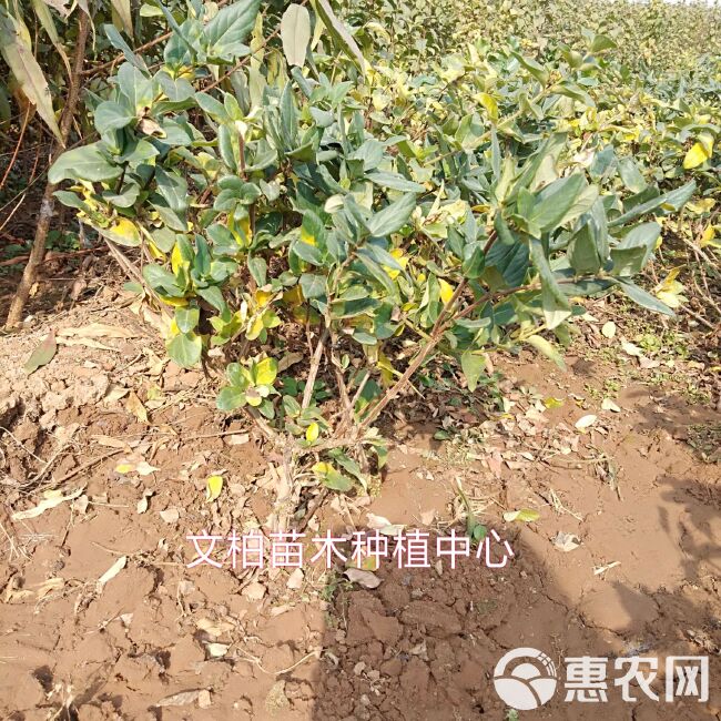 四季金银花苗  金银花苗 四季金银花 黄白金银花 树型易管理易采收产量高