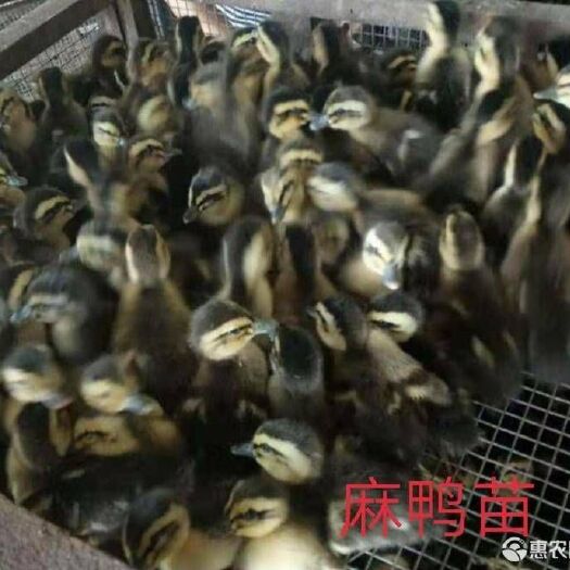 南宁 大种麻鸭苗
