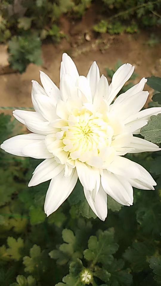  基地菊花批发