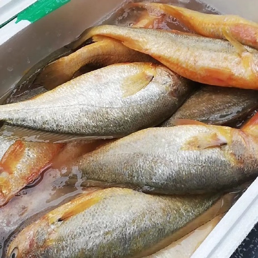 滨州 东海条冻大黄花鱼新鲜的很