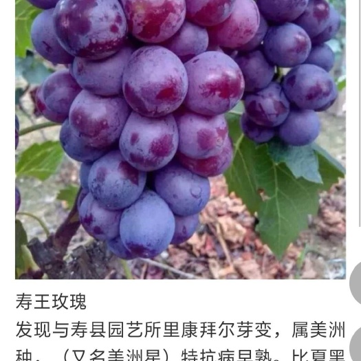凤台县玫瑰王葡萄苗 特早熟抗病新品种寿王玫瑰