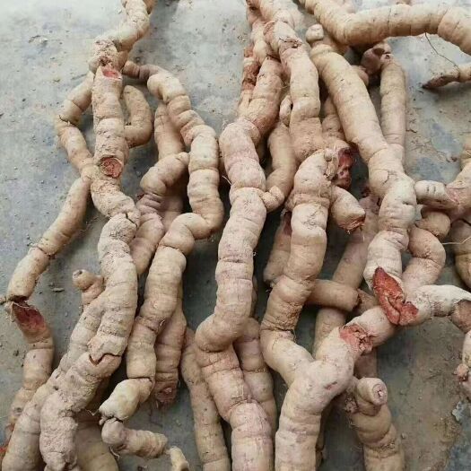 肇庆 鲜巴戟