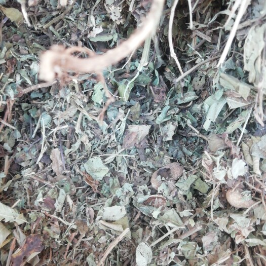 泌阳县花生秧 牧草