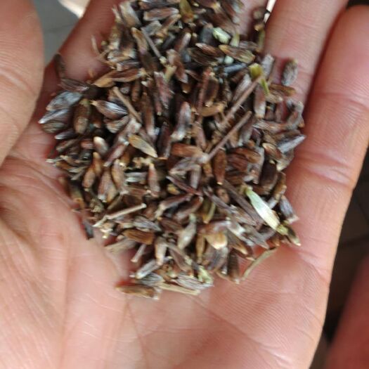 丹凤县苍术种子 茅苍术籽  19年新货
