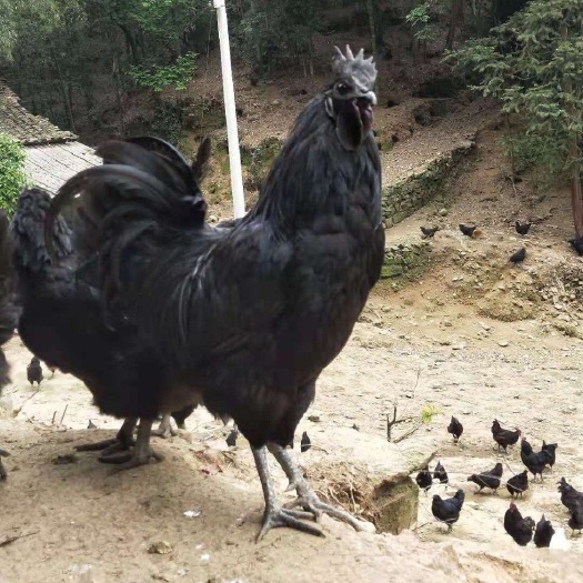昆明 五黑绿壳蛋鸡苗，孵化场直发，成活率高，疫苗已打，包活到家