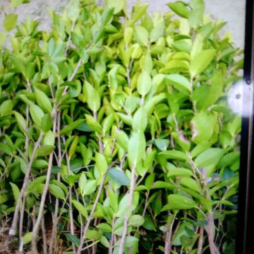 攸县油茶苗