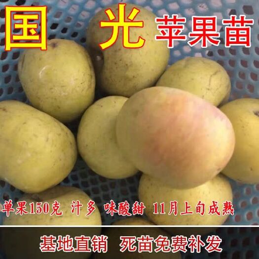 平邑县国光苹果树苗 小国光苹果苗