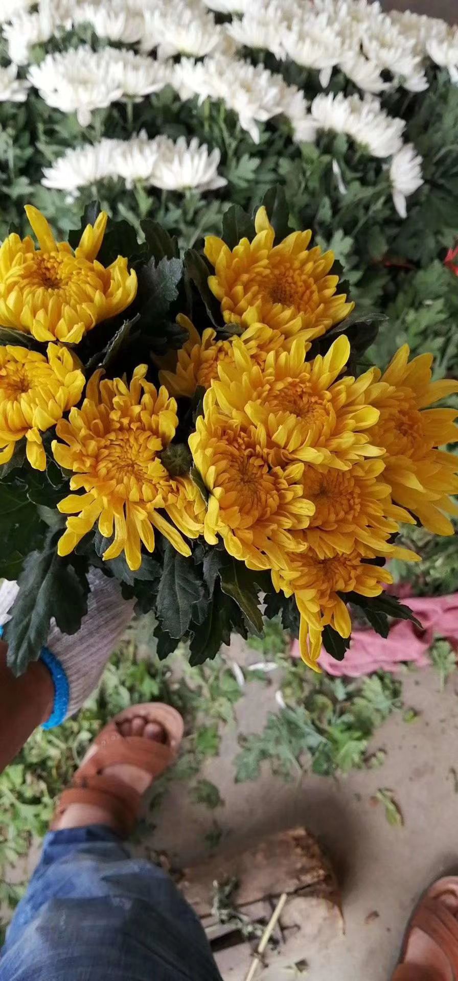  基地菊花批发
